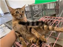 Black tabby adult male mixed-breed cat, Medium, shelter no. …1004