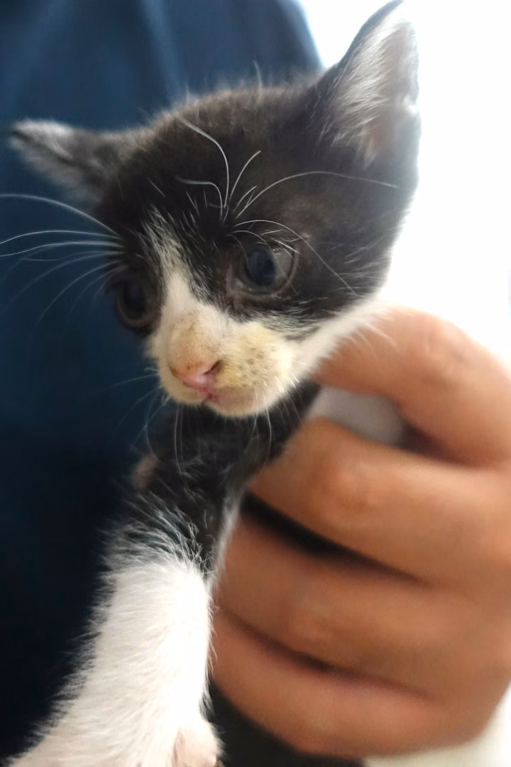 Black-and-white young mixed-breed cat, Small, shelter no. …1686