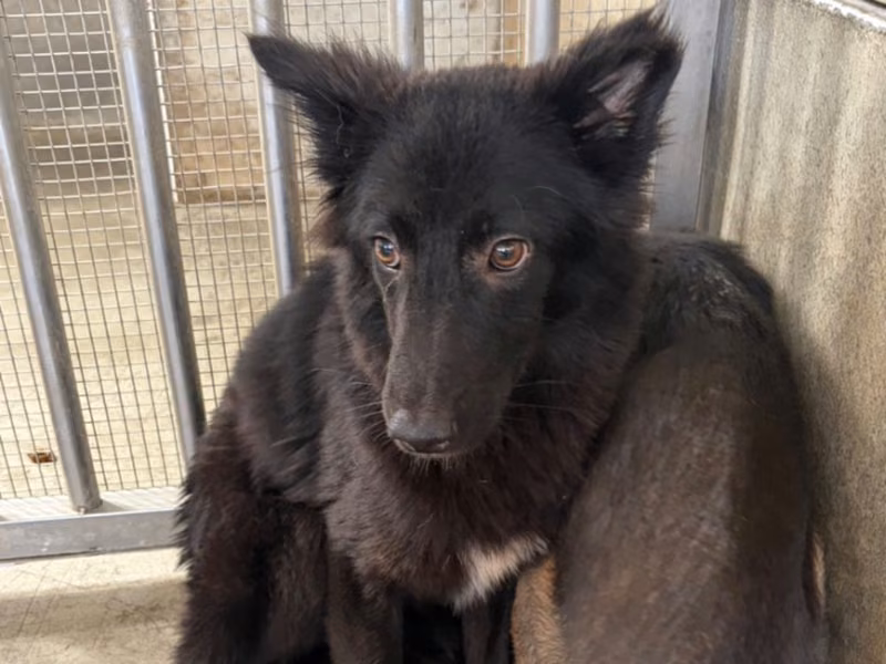 Black young male mixed-breed dog, Medium, shelter no. …4013