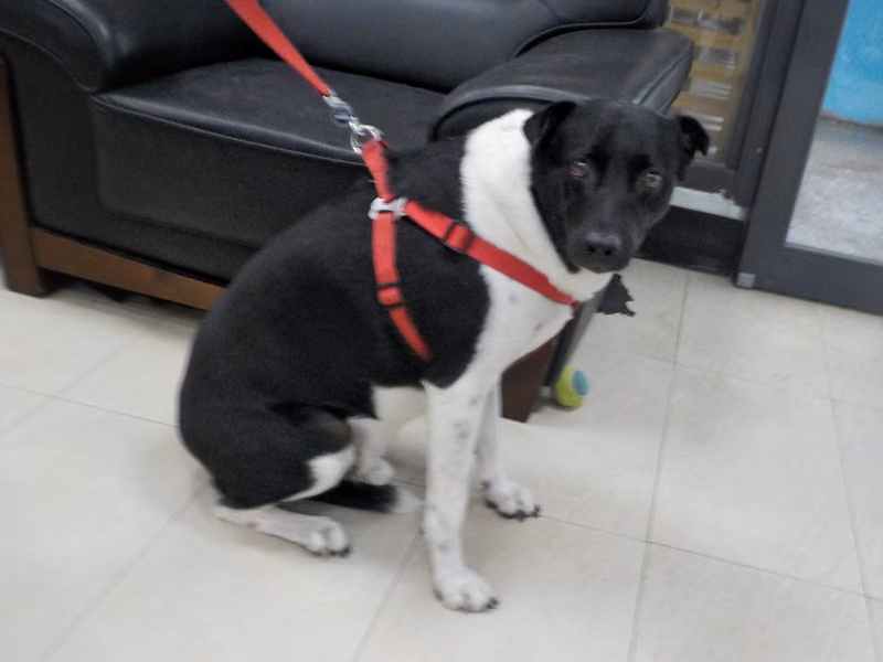Black-and-white adult male mixed-breed dog, Medium, shelter no. …3017