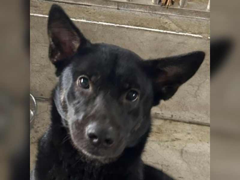 Black adult female mixed-breed dog, Large, shelter no. …4022