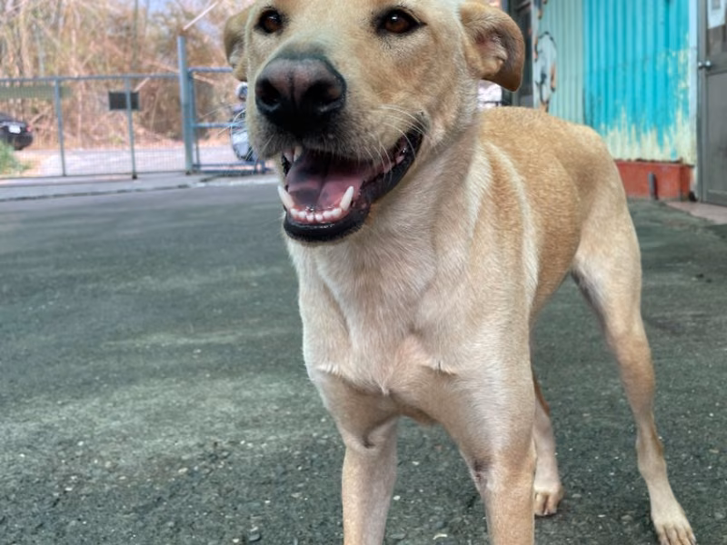 Tan adult female mixed-breed dog, Medium, shelter no. …0013