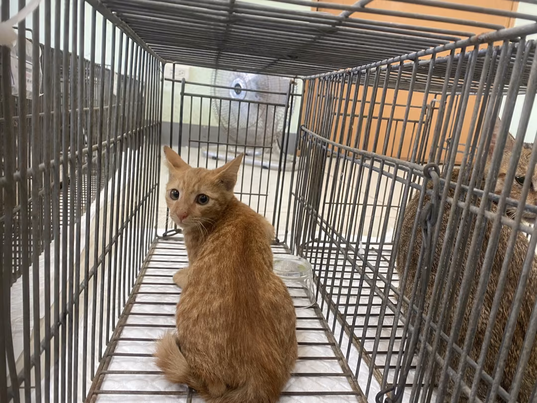 Orange tabby young male mixed-breed cat, Small, shelter no. …6C08