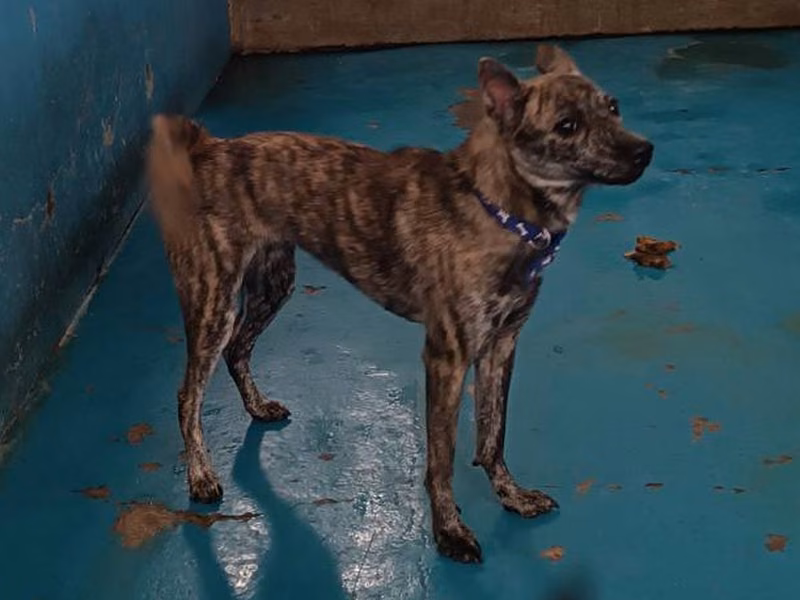 Tabby adult female mixed-breed dog, Large, shelter no. …7035