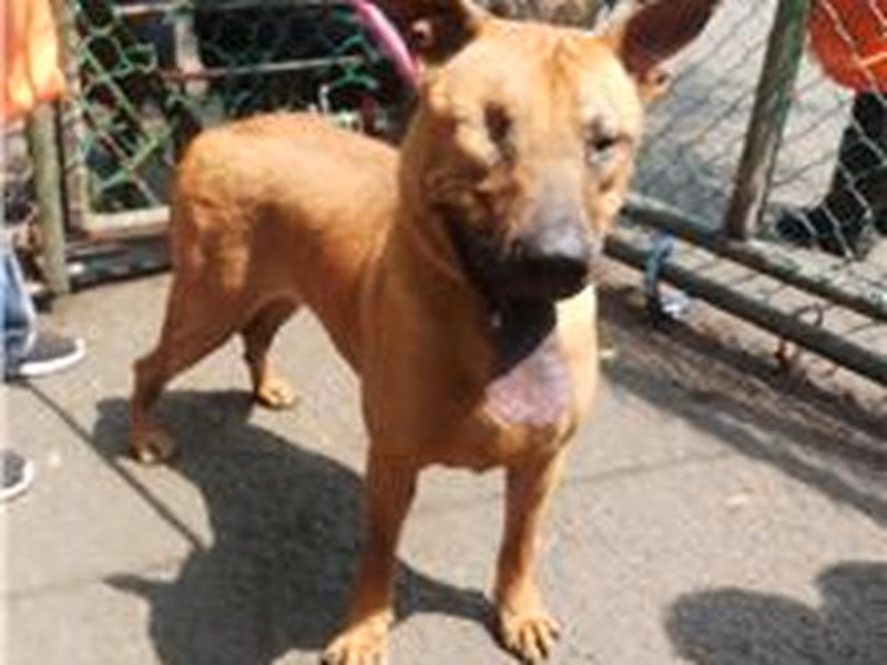 Tan adult male mixed-breed dog, Medium, shelter no. …2803