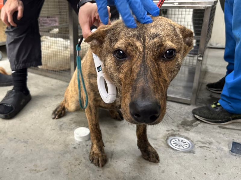 Tabby adult female mixed-breed dog, Medium, shelter no. …2710