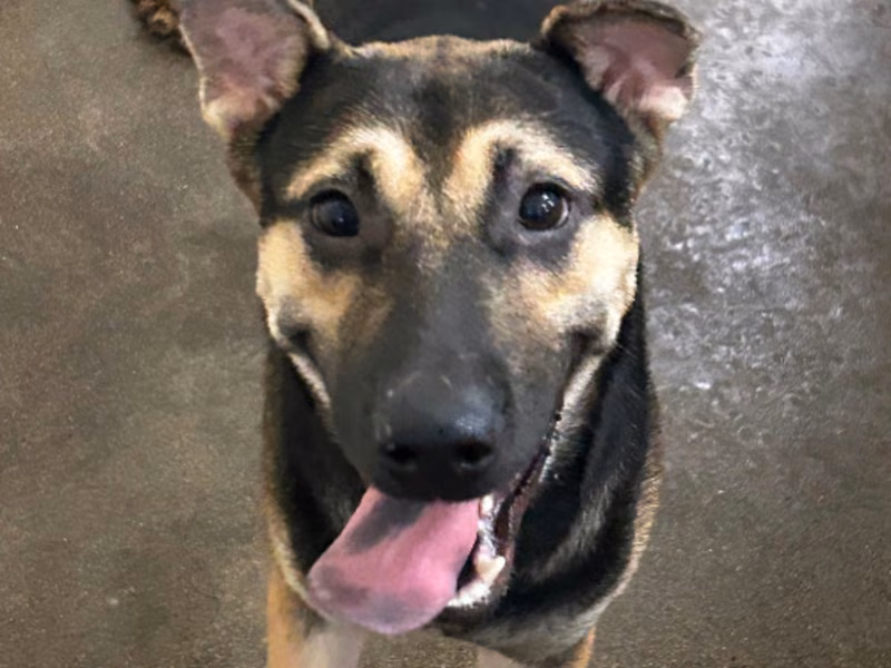 Black-and-tan adult male mixed-breed dog, Large, shelter no. …5007
