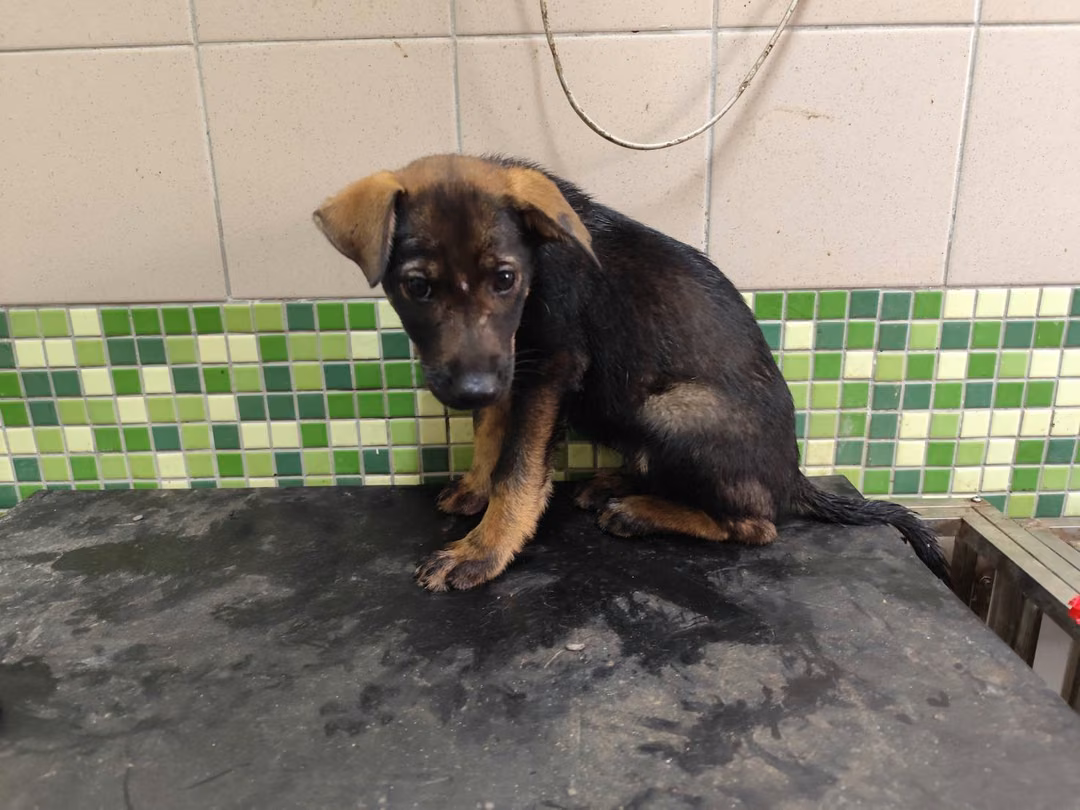 Black adult female mixed-breed dog, Large, shelter no. …2005