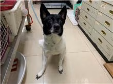 Black-and-white adult male mixed-breed dog, Medium, shelter no. …0807