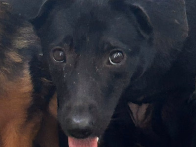 Black adult female mixed-breed dog, Medium, shelter no. …1027