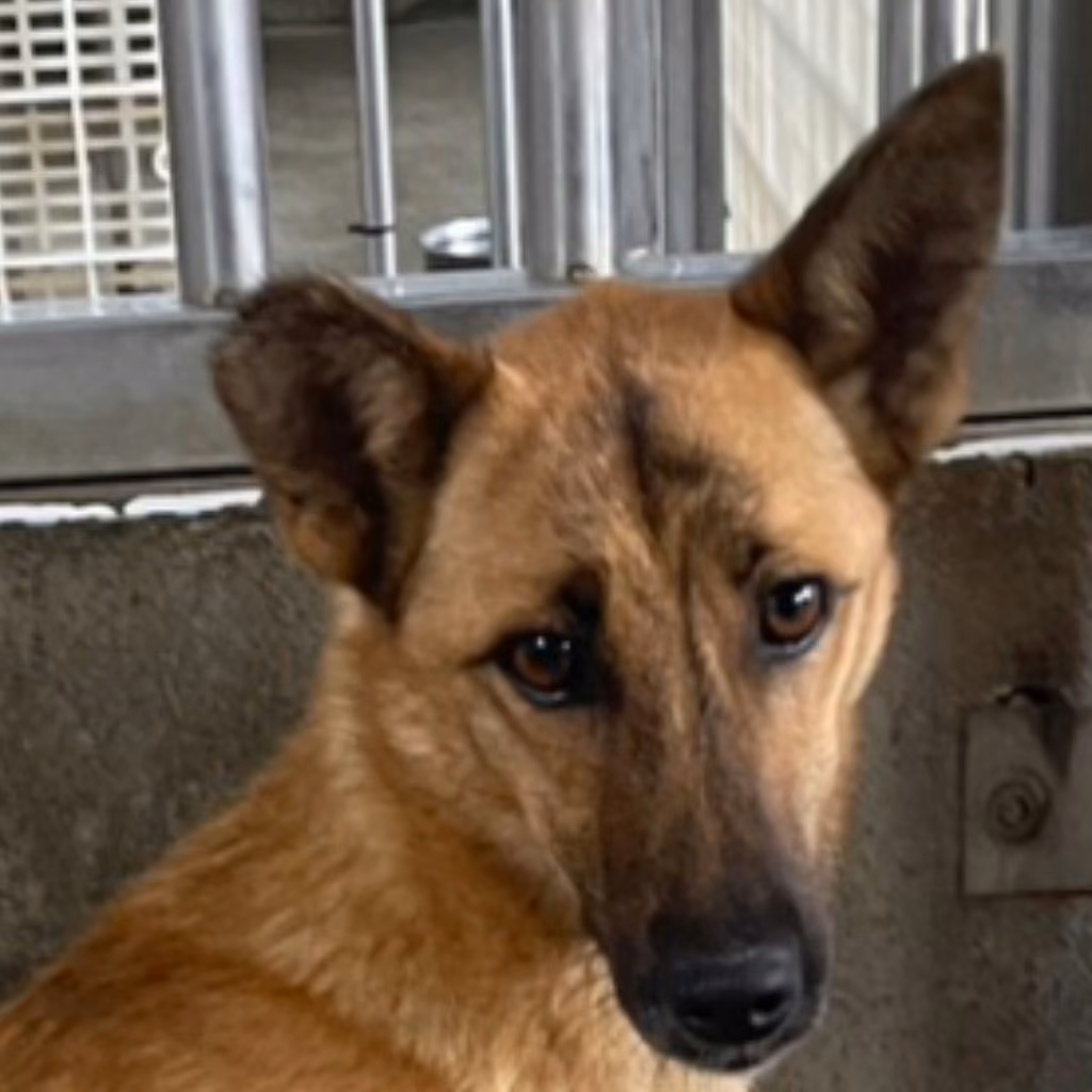 Tan adult female mixed-breed dog, Large, shelter no. …8014