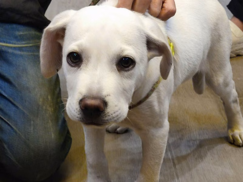 White young male mixed-breed dog, Medium, shelter no. …8001