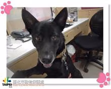 Black adult male mixed-breed dog, Medium, shelter no. …2701