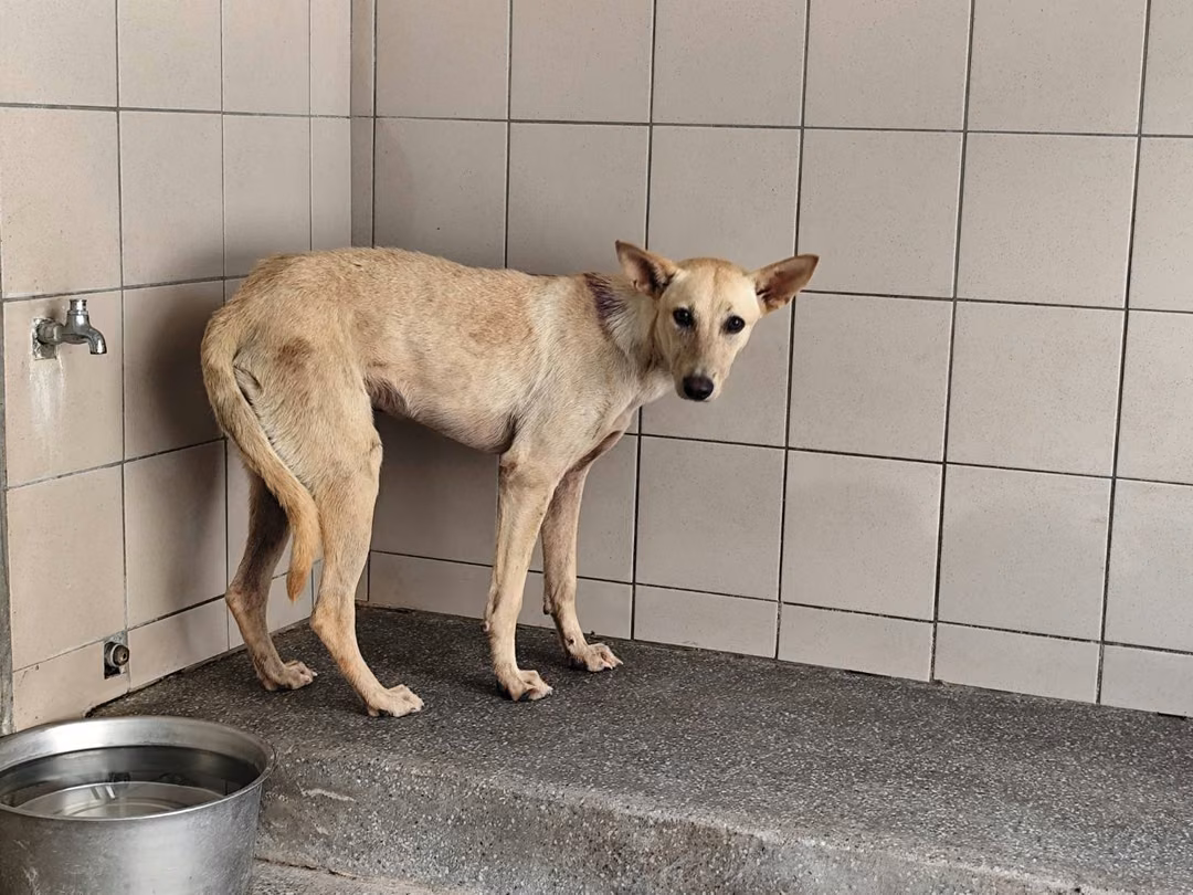 Tan adult female mixed-breed dog, Large, shelter no. …2510