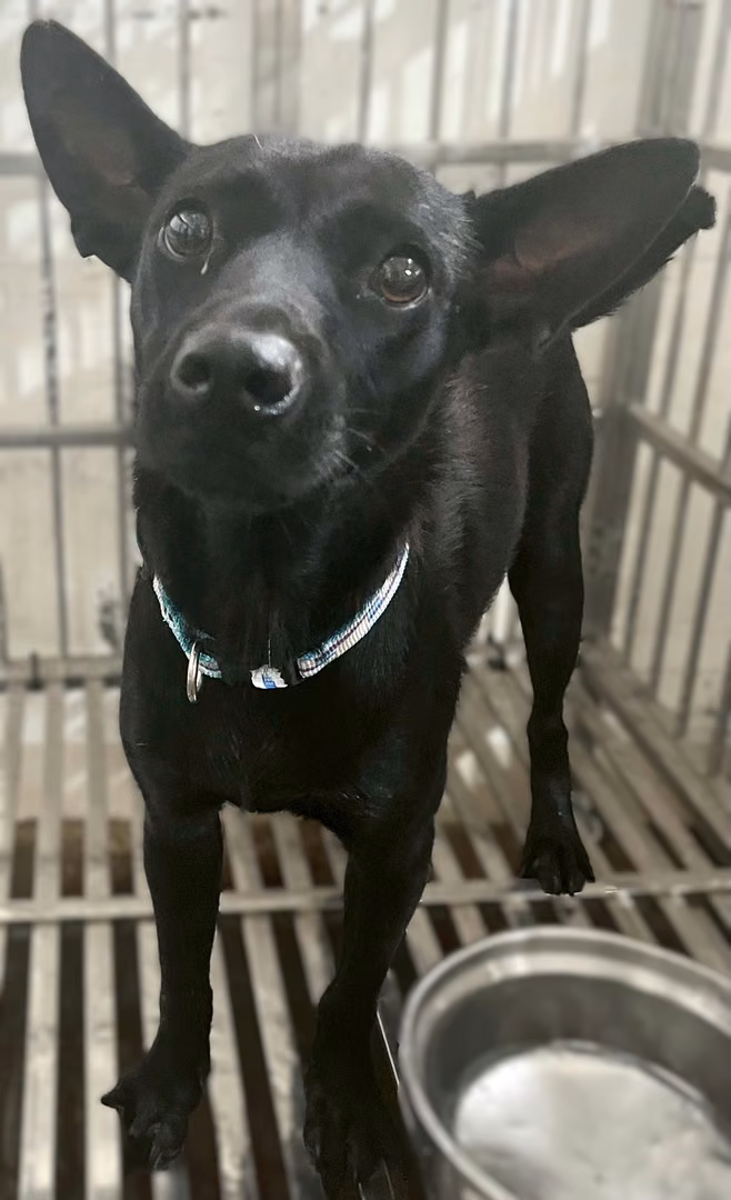 Black adult female mixed-breed dog, Medium, shelter no. …6005