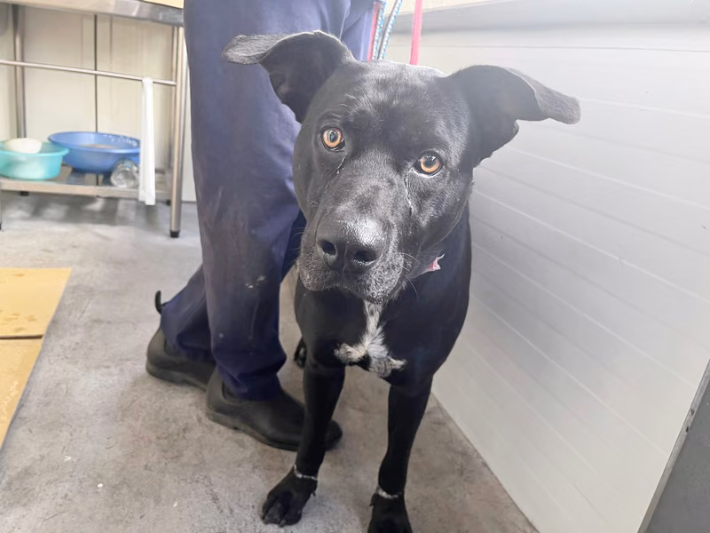 Black-and-white adult male mixed-breed dog, Medium, shelter no. …2303