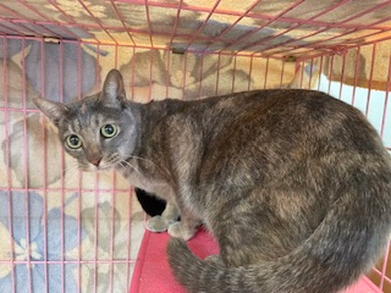 ミックス猫（メス・成猫・茶とトラ）、中型, 施設番号 …1306
