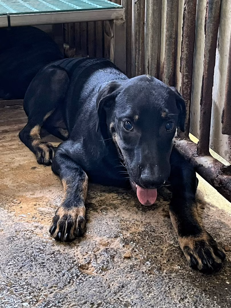 Black-and-tan adult male mixed-breed dog, Medium, shelter no. …9006