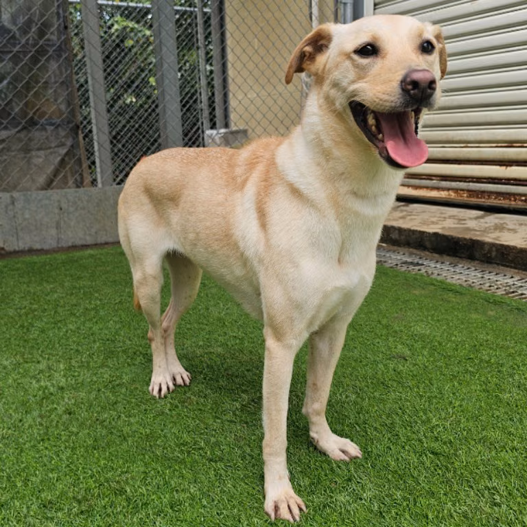 Tan adult female mixed-breed dog, Medium, shelter no. …1905