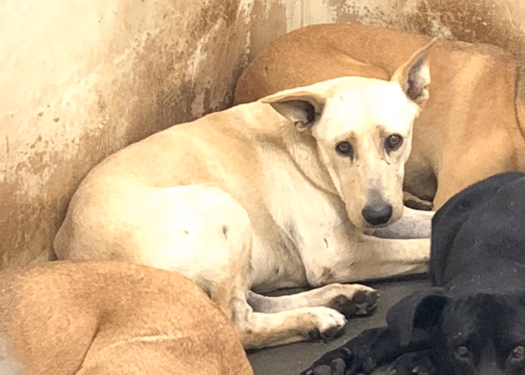 Tan adult male mixed-breed dog, Medium, shelter no. …1805