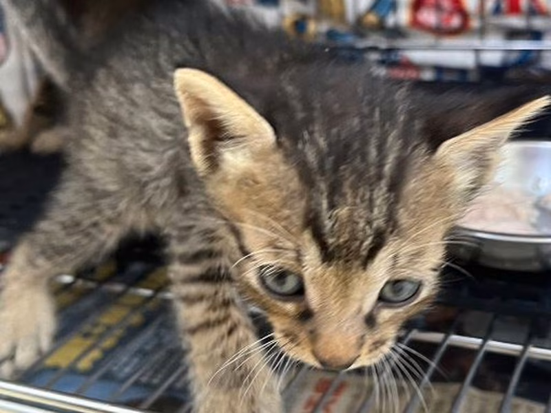 Tabby young male mixed-breed cat, Small, shelter no. …2003