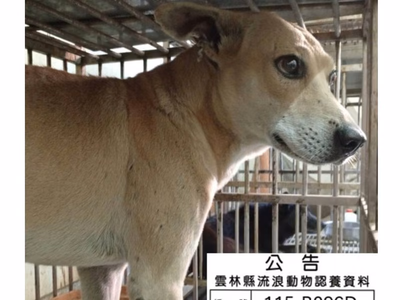 Tan adult male mixed-breed dog, Large, shelter no. …096D