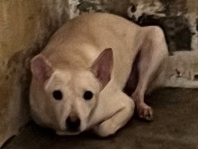 Tan adult female mixed-breed dog, Large, shelter no. …3007