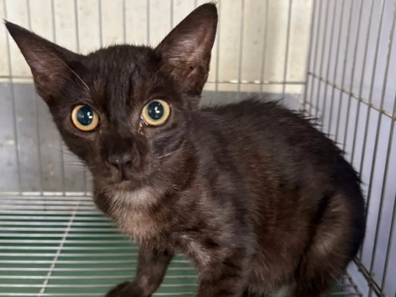 Black young male mixed-breed cat, Medium, shelter no. …1010