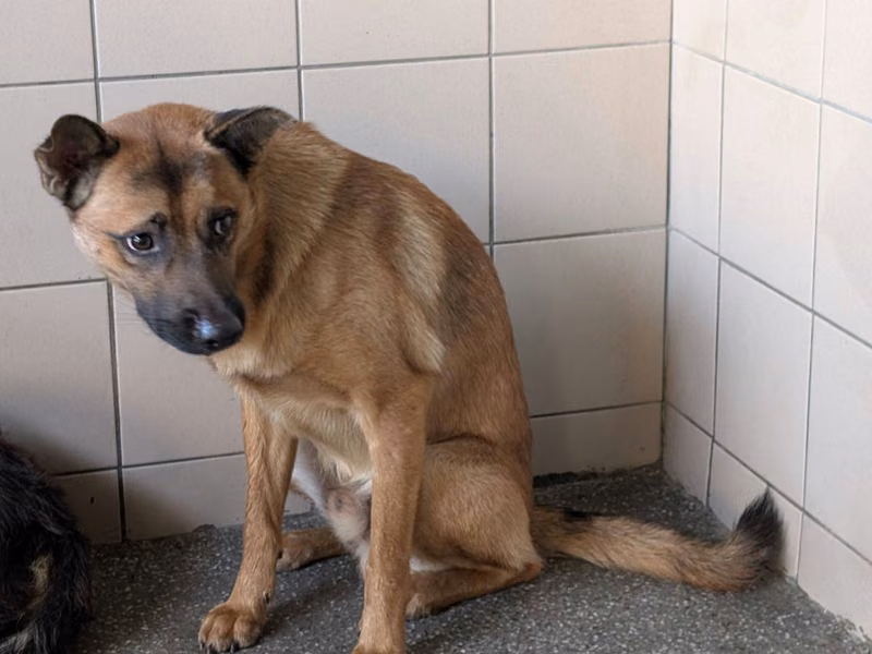 Tan adult male mixed-breed dog, Large, shelter no. …2401