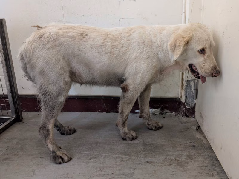 White adult female mixed-breed dog, Large, shelter no. …0913