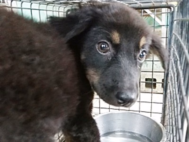 Black-and-brown young male mixed-breed dog, Medium, shelter no. …0002