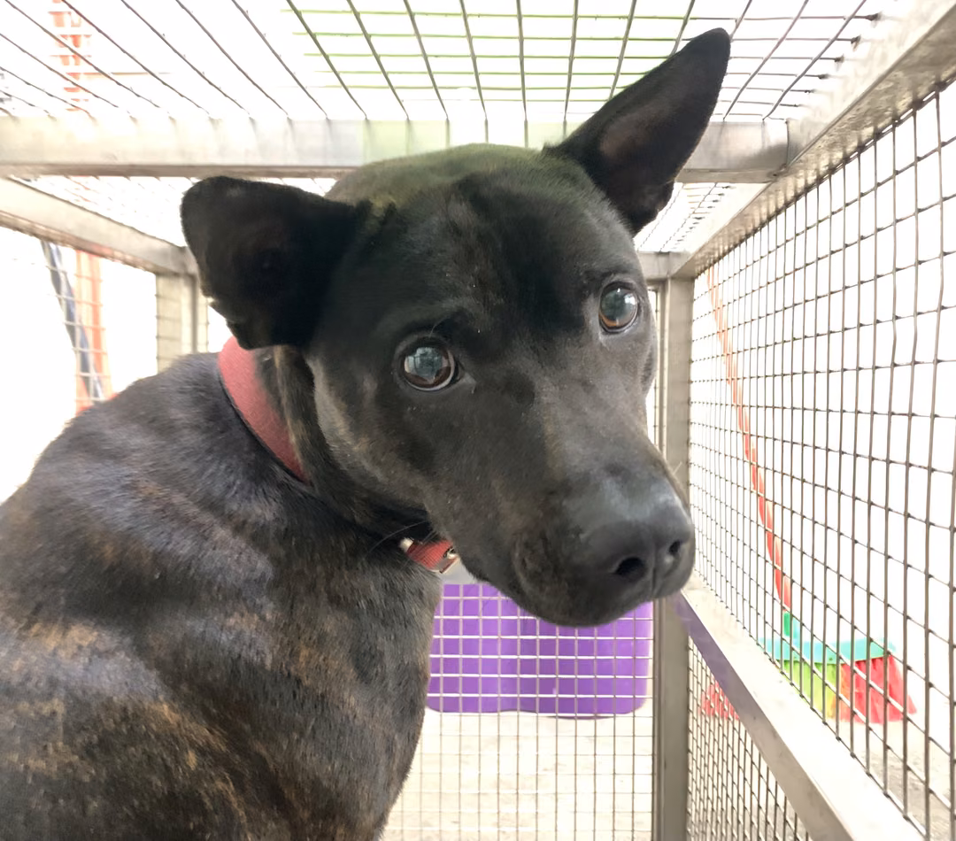 Tabby adult male mixed-breed dog, Medium, shelter no. …2402