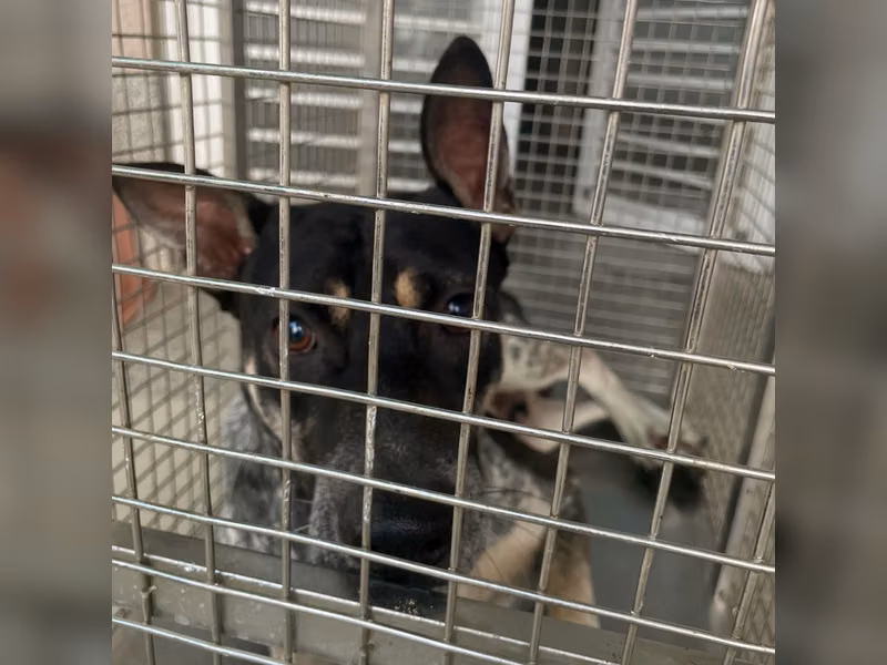 Patched adult male mixed-breed dog, Large, shelter no. …5001