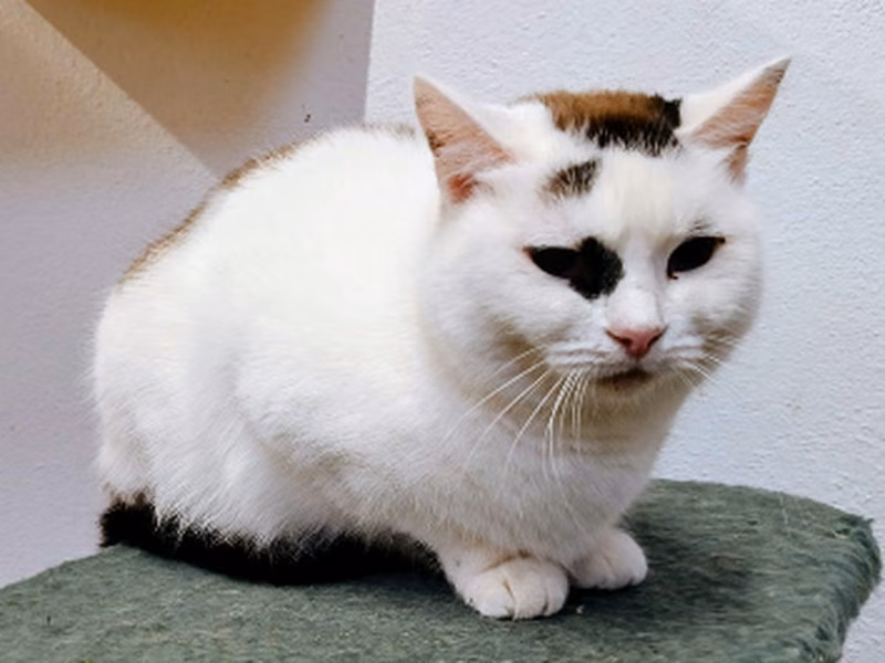 Madame Vastra、成犬・成猫 · メス · ヨーロピアンショートヘア