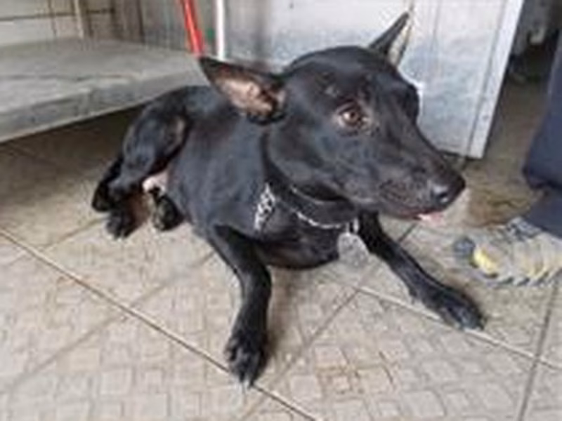 Black adult female mixed-breed dog, Medium, shelter no. …2266