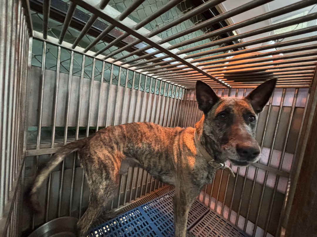Tabby adult male mixed-breed dog, Medium, shelter no. …6003