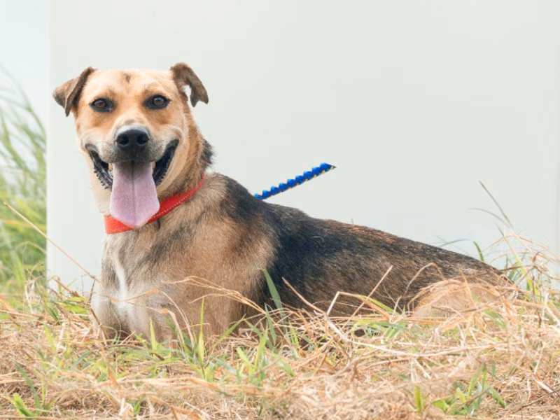 Black-and-tan adult male mixed-breed dog, Medium, shelter no. …5003