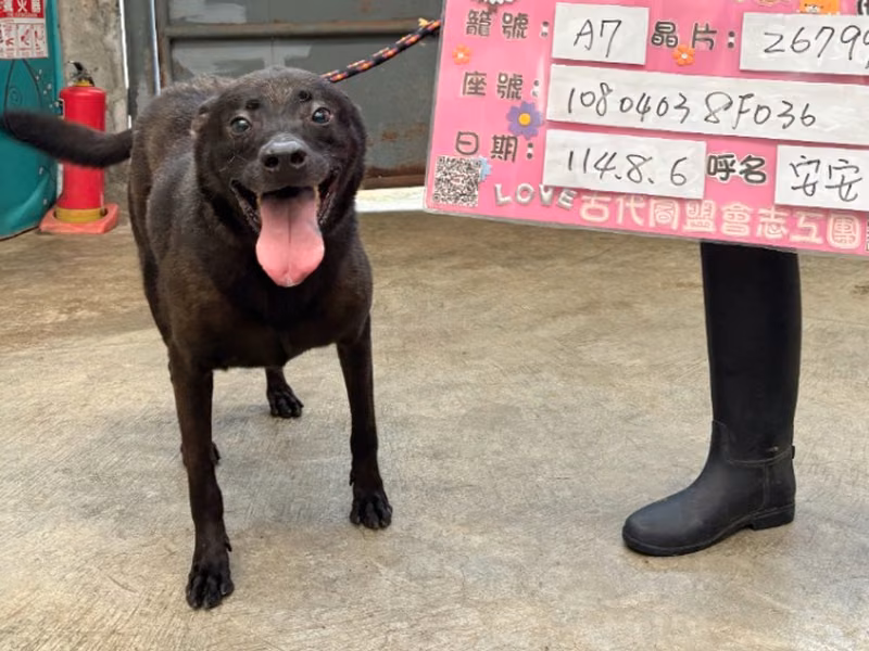 Black adult female mixed-breed dog, Medium, shelter no. …3001