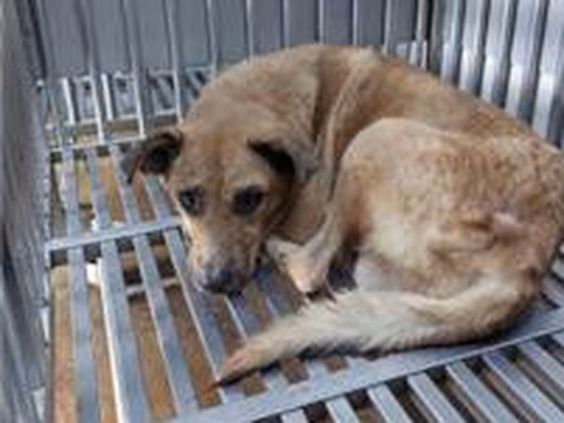 Tan adult male mixed-breed dog, Medium, shelter no. …0007