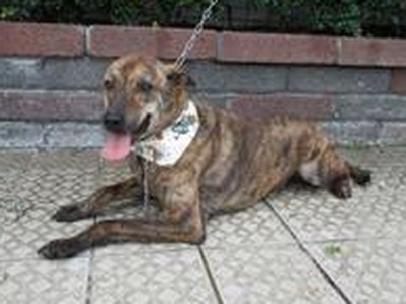 Tabby adult male mixed-breed dog, Medium, shelter no. …0135