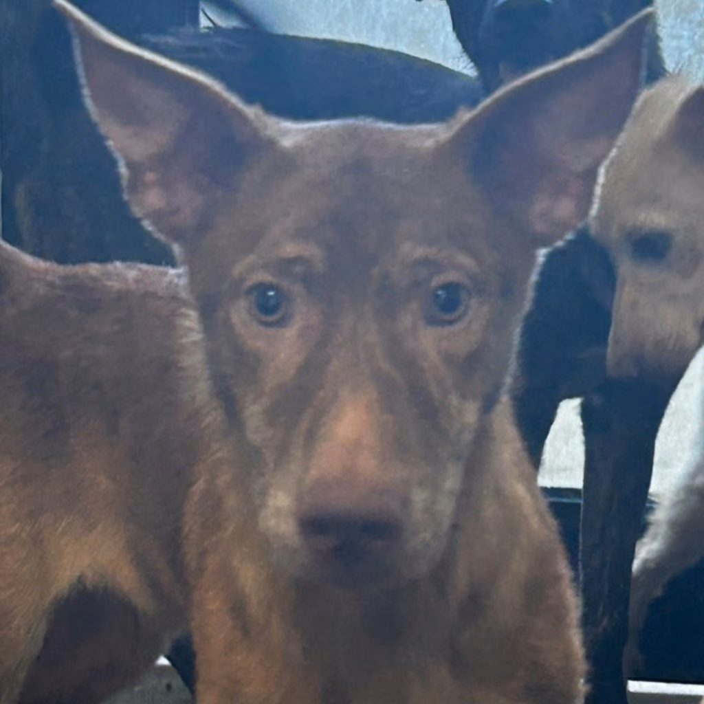 Tan adult male mixed-breed dog, Medium, shelter no. …7036
