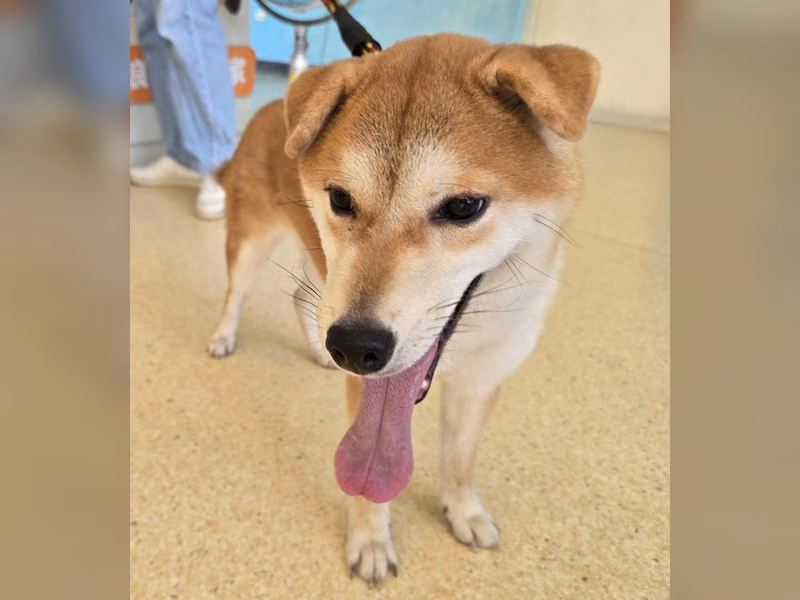 Tan young female Shiba Inu, Small, shelter no. …1002