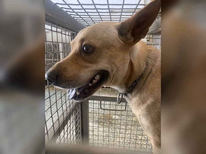 Perro mestizo macho adulto (canela), Grande, refugio n.º …8-02