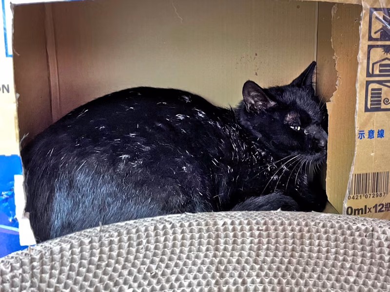 ミックス猫(オス・成猫・黒)、中型, 施設番号 …3002