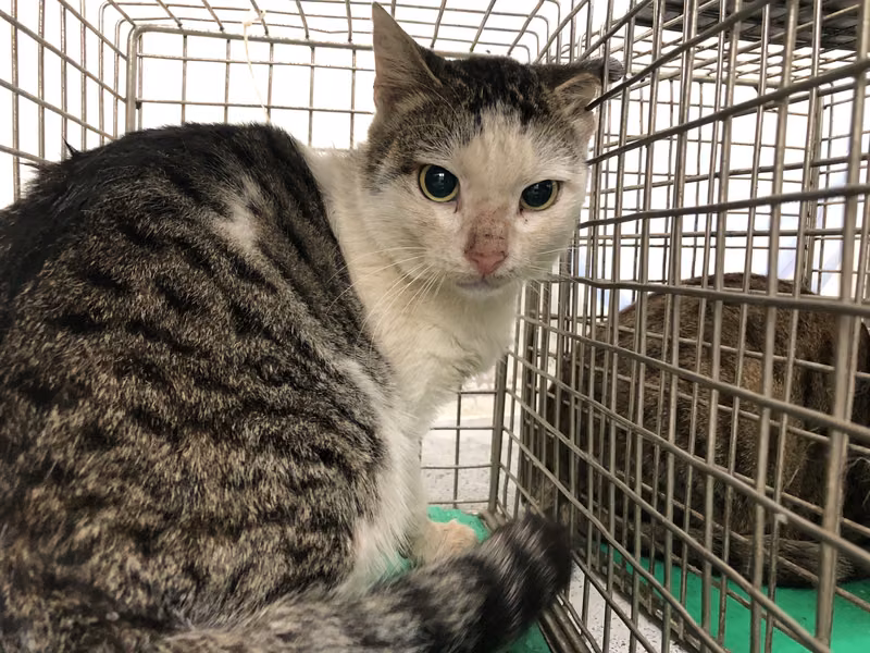 Tabby-and-white adult male mixed-breed cat, Medium, shelter no. …2306