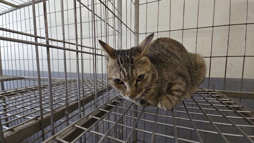 Tabby adult female mixed-breed cat, Medium, shelter no. …1002