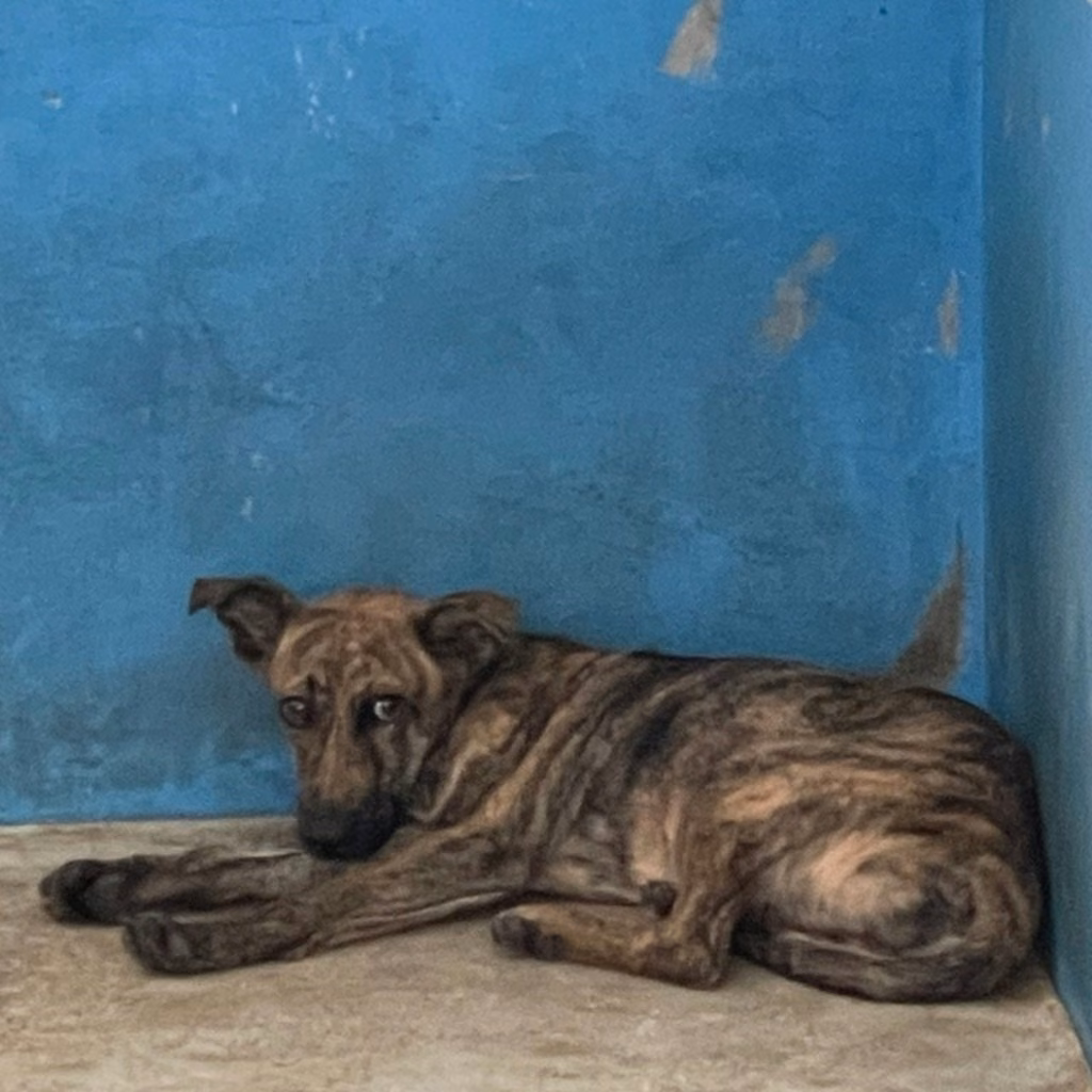Black tabby adult male mixed-breed dog, Large, shelter no. …3002