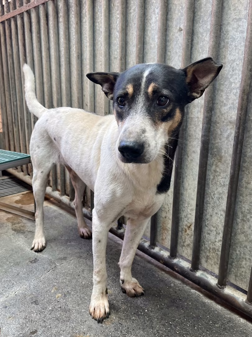 Black-and-white adult male mixed-breed dog, Medium, shelter no. …9001