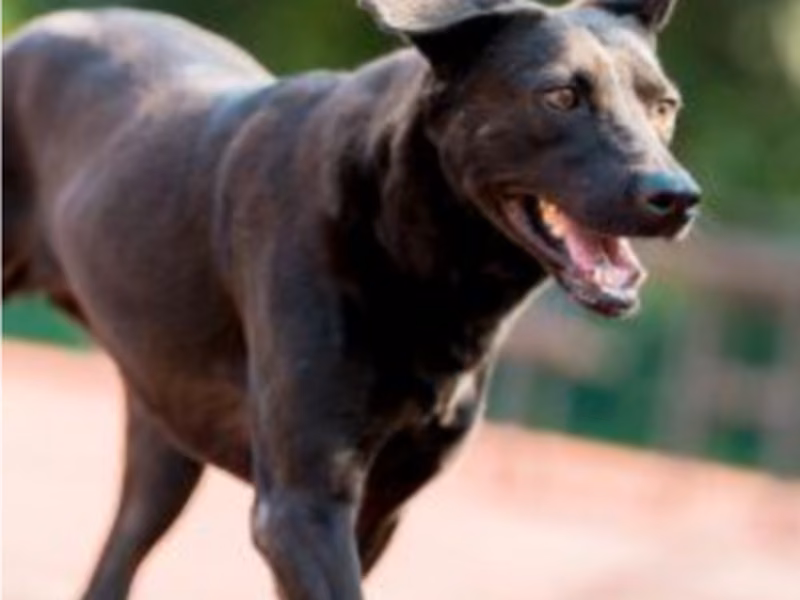 Black adult female mixed-breed dog, Medium, shelter no. …0810