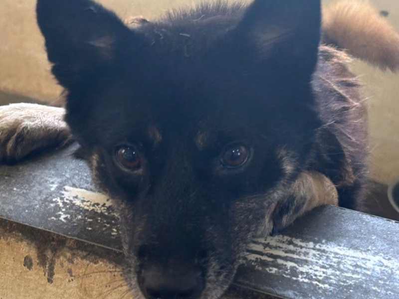 Black-and-tan adult male mixed-breed dog, Medium, shelter no. …8047